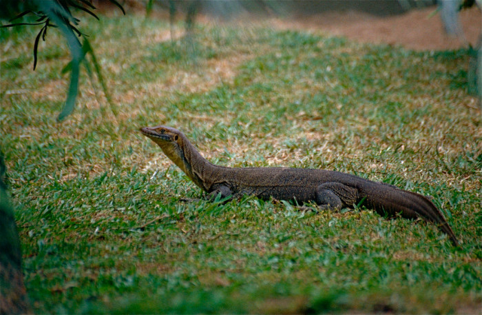 10096243733_723c4c021e_b_australia-Mertens-Water-Monitor