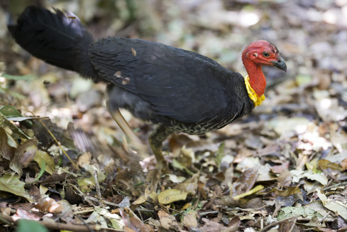 10110650165_274c1d7570_b_Australian-Brush-turkey