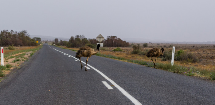 10152307354_00b3b72e34_b_australia-emu