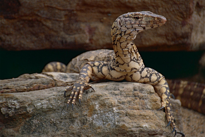 10244734736_c066f0d4d4_b_australia-perentie
