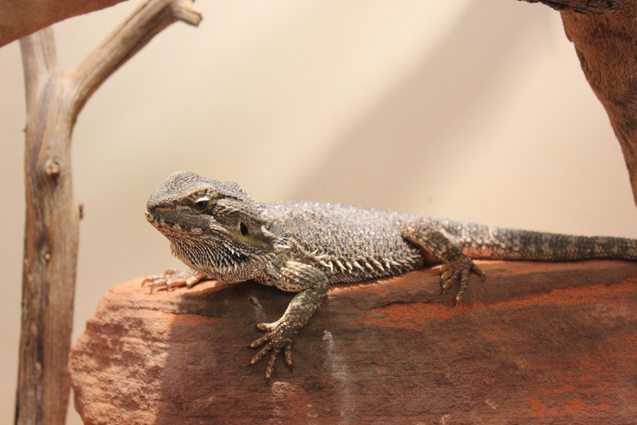 11049584723_7ca89fd10c_b_australia-Central-Bearded-Dragon