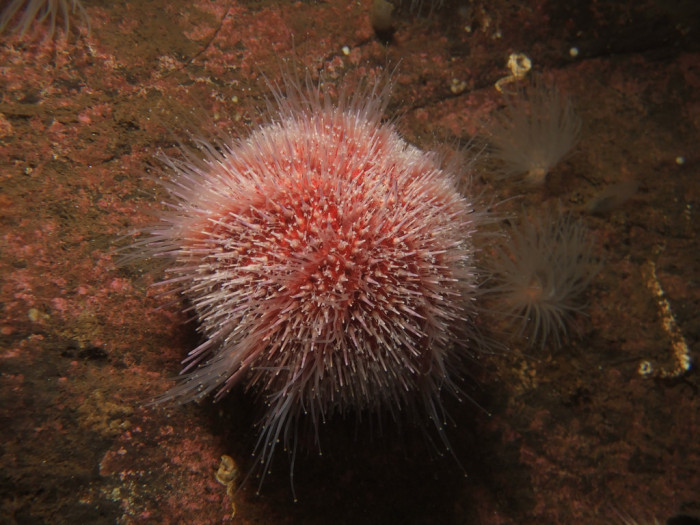 12571606544_95e165f78c_b_Common-Sea-Urchin