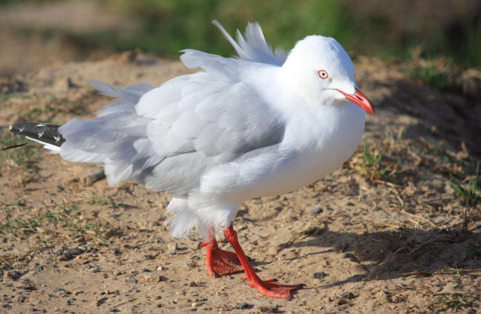 14673986986_79d768df66_b_australia-silver-gull