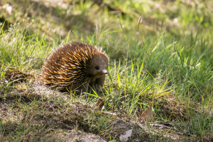 15449971451_6b6f6e3326_b_australia-echidna