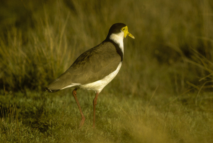 15456517098_f5931720ab_b_Masked-Lapwing-australia