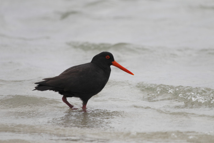 15613019717_b012cdf62a_b_australia-Sooty-Oystercatcher