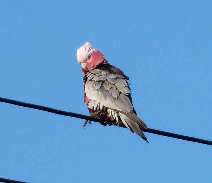 15731775581_4219113913_b_australia-galah