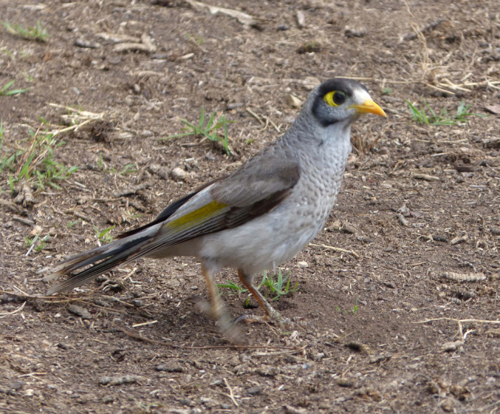 15734785422_cc88c4bce1_b_australia-noisy-miner