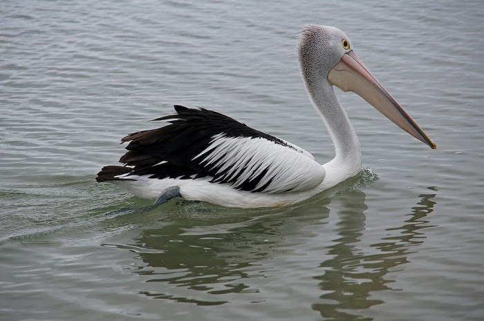 15839458824_19a782e68e_b_australian-pelican
