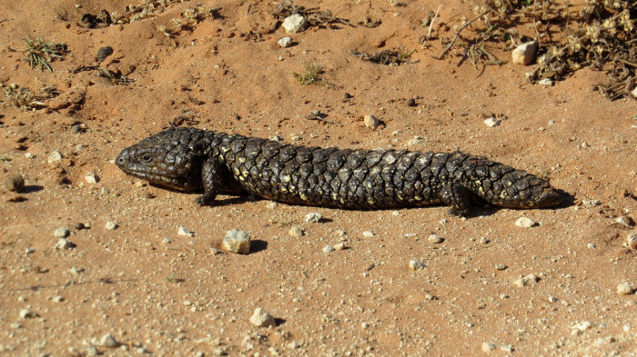 15921559152_157dfa4220_b_australia-Shingleback