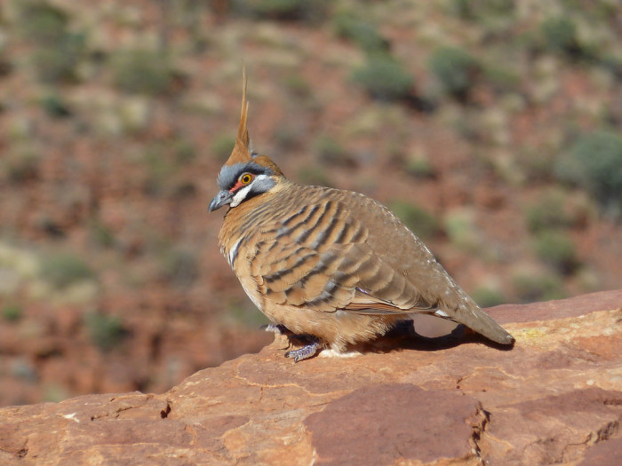 16275648799_ca5838479d_b_australia-Spinifex-Pigeon