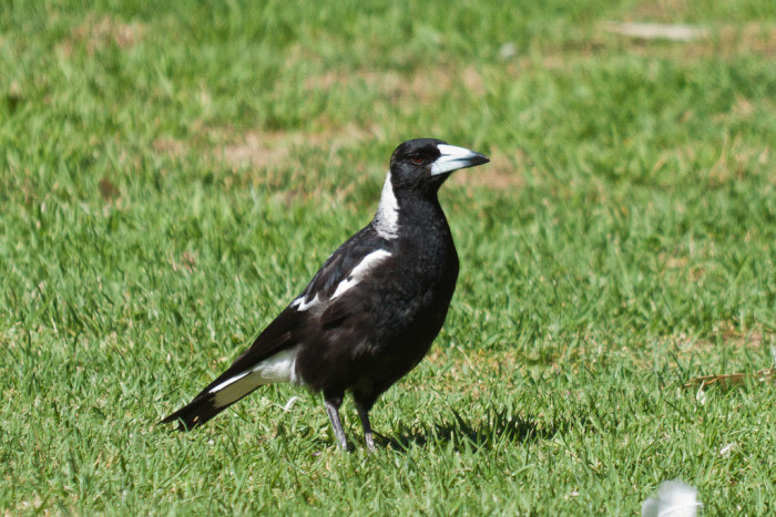 17893860132_3ef2ddf627_b_Australian-Magpie