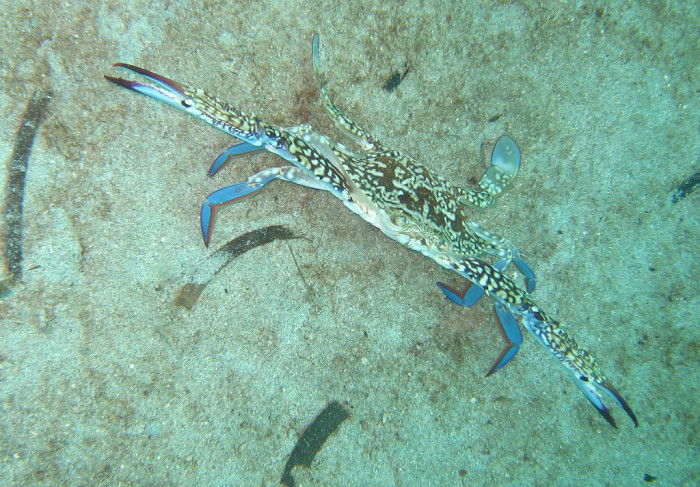 1897650312_c754404767_b_Portunus-pelagicus