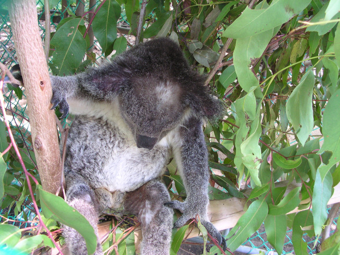 2142768656_c6113c4c32_b_Lone-Pine-Koala-Sanctuary