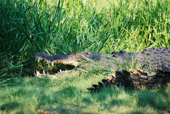 2365007646_2a284d3fbb_b_kakadu-np