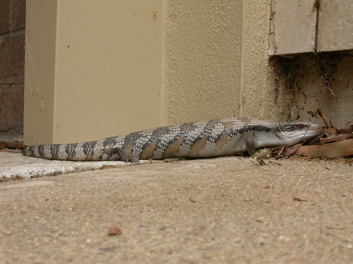 3186477245_ca3220bf85_b_australia-Tiliqua-scincoides