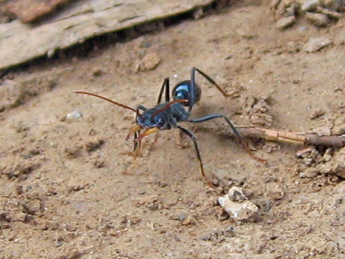 3359233222_b7e91a30ce_b_australia-bull-ants