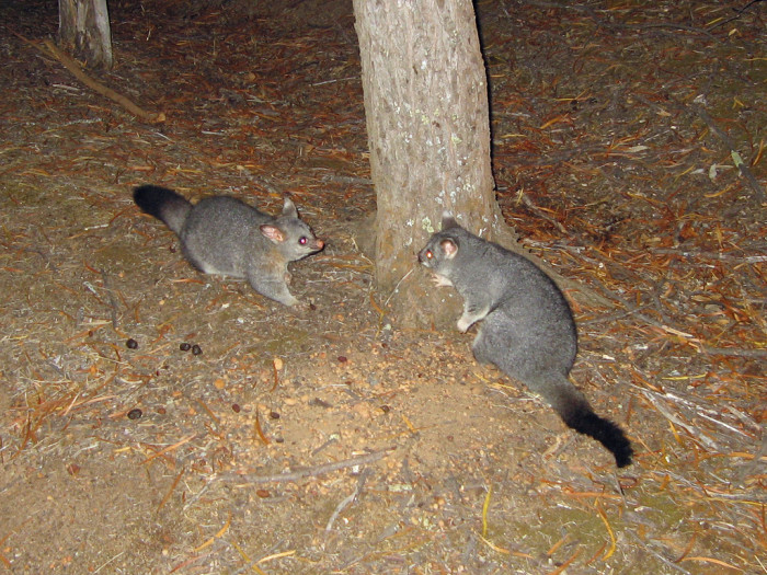 3465005269_cb61d898fb_b_australia-Common-Brushtail-Possum