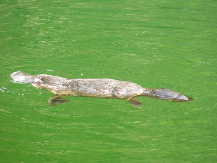 4287853248_2bfdb7d189_b_australia-platypus