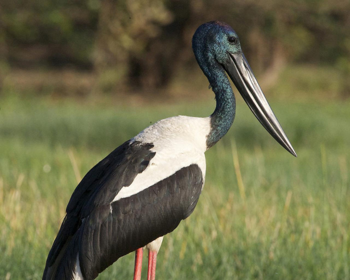 4941046612_d2484654cf_b_australia-Black-necked-Stork