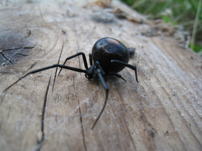 5360222982_84361fe9af_b_australia-Latrodectus-hasselti