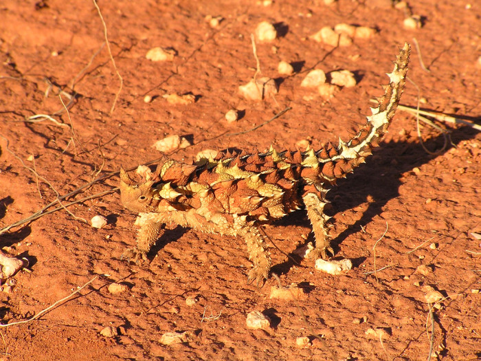 54919826_e6318a3932_b_australia-thorny-devil