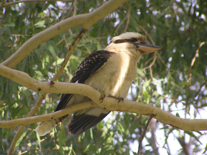 54919829_417a8d8c20_b_australia-Kookaburra