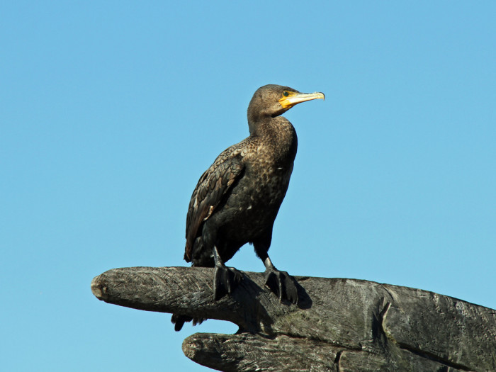 5653695387_18a965fdc7_b_australia-Great-Cormorant