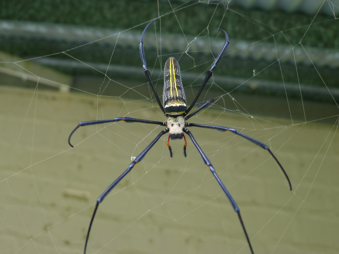 5697262103_18cf65e20d_b_australia-golden-orb-weaver