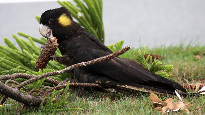 6334349321_0b36827f41_b_Yellow-tailed-Black-Cockatoo