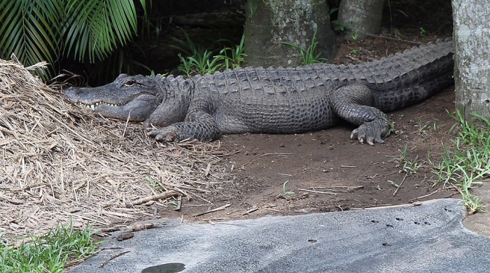 7139595141_efec84eb48_b_australia-Freshwater-Crocodile