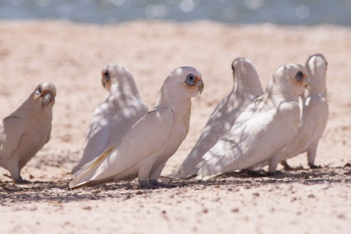 8079597678_6566c37e37_b_australia-Little-Corella