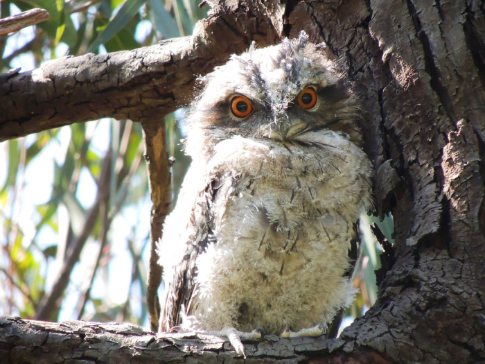 8226468154_d29cb7eff4_b_australia-Tawny-Frogmouth