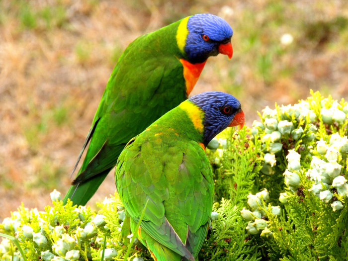 8289499069_efd6c6df56_b_australia-Rainbow-Lorikeet
