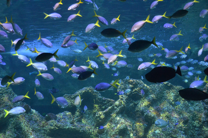 8374590576_7efb994f19_b_sydney-aquarium