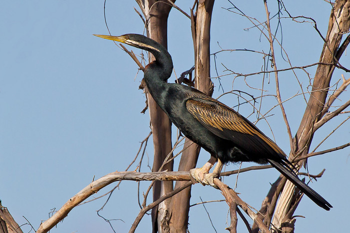 8596647969_ae5506b82b_b_australia-darter