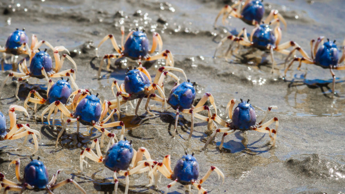 8880040564_73019f1549_b_blue-soldier-crab