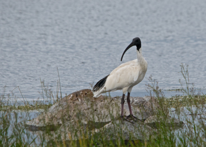 9324112539_12e9b7d8bb_b_Australian-Ibis