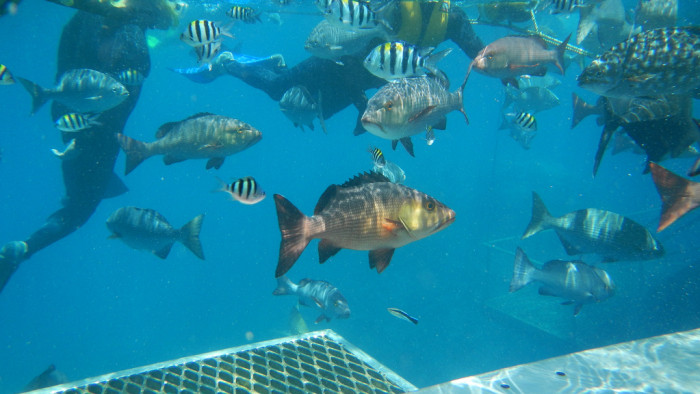 9443498572_8ef9842c08_b_great-barrier-reef