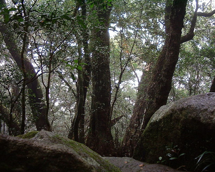 Binna-Burra