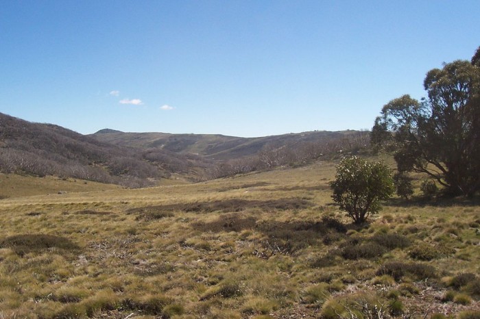 Bogong